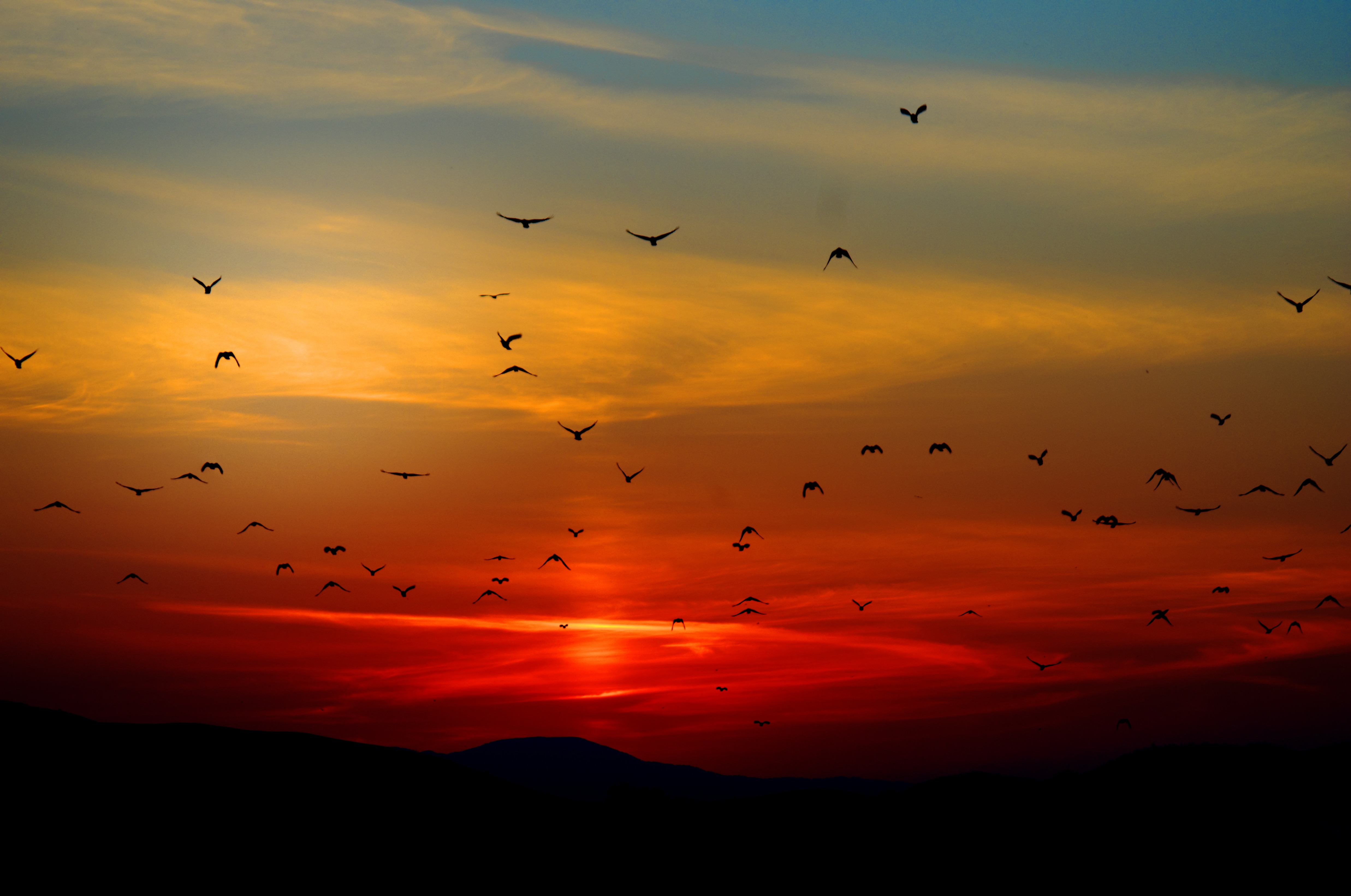 sunset_birds_clouds